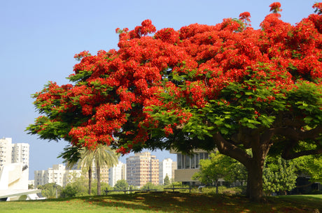 10 ROYAL POINCIANA TREE Delonix Regia aka Red Flame Flamboyant Tree Peacock Flower Seeds