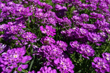 2000 Fairy DWARF MIX CANDYTUFT Iberis Umbellata Flower Seeds