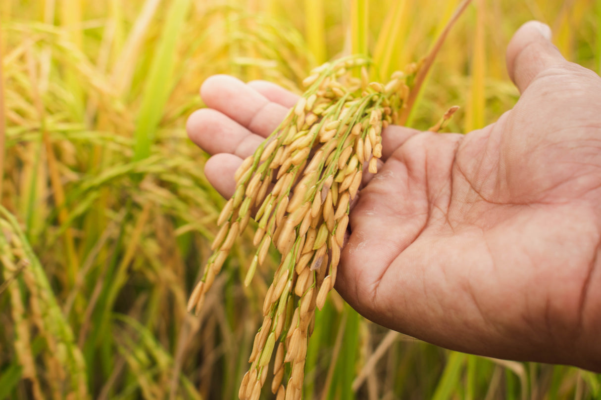 100 Long Grain BROWN WHITE RICE Oryza Sativa Vegetable Seeds