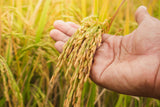 100 Long Grain BROWN WHITE RICE Oryza Sativa Vegetable Seeds