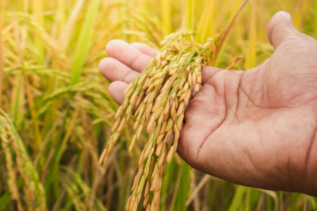 100 Long Grain BROWN WHITE RICE Oryza Sativa Vegetable Seeds