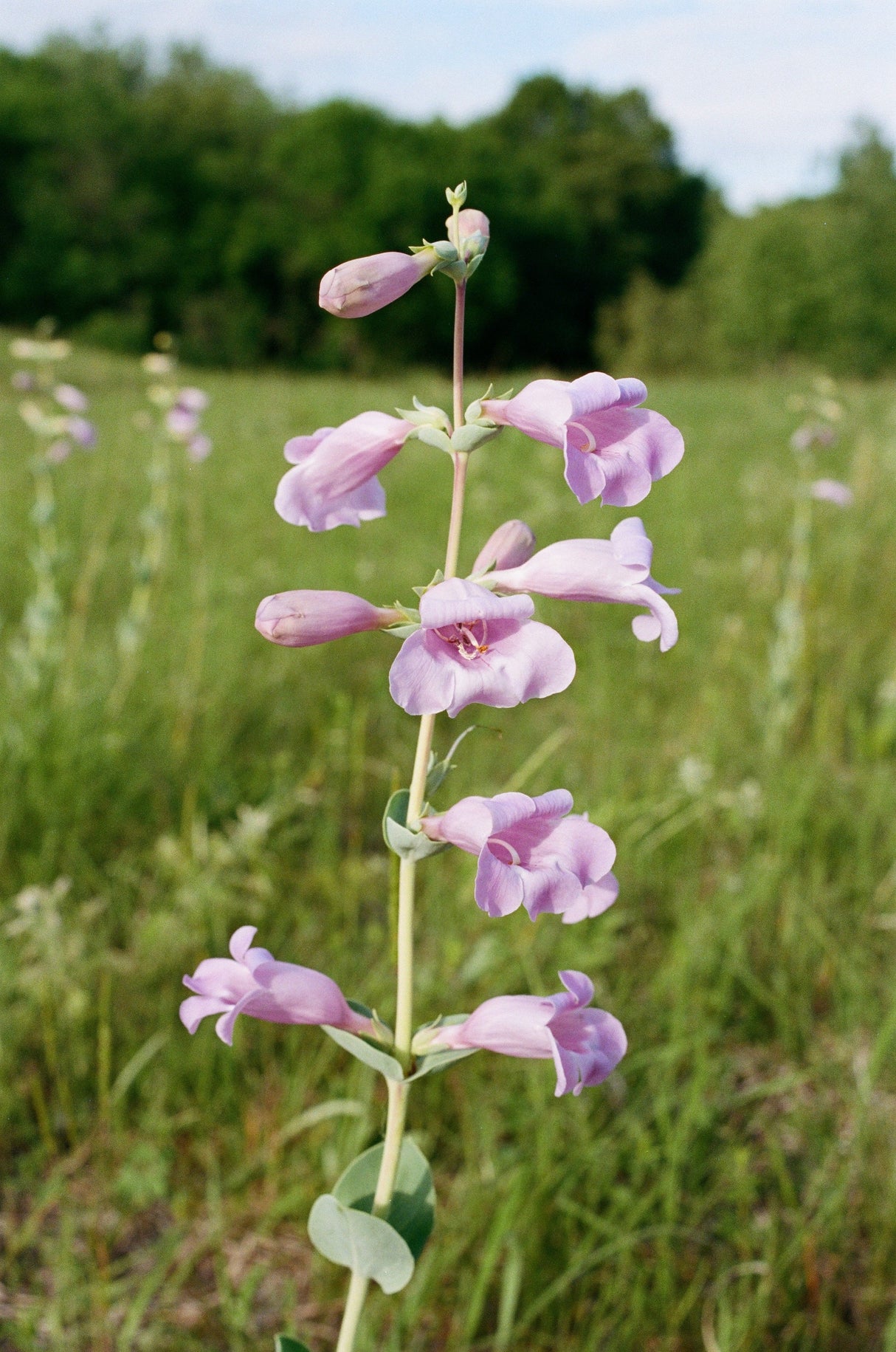 250 LARGE FLOWERED BEARDTONGUE Penstemon Grandiflorus Native Pink Purple Flower Seeds