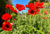 100 BEAUTY Of Livermere ORIENTAL POPPY Papaver Orientale Flower Seeds