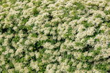 50 CLIMBING HYDRANGEA Anomala Petiolaris Vine Flower Seeds