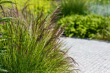 200 TUFTED HAIRGRASS Tussock Grass Deschampsia Cespitosa Moist Ornamental Native Seeds