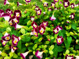 10 KAUAI MIX TORENIA Fournieri Sun or Shade Wishbone Flower Seeds - Mixed Colors 2 Tone Blue Red Pink