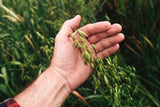 200 ORGANIC OAT Oats Avena Sativa Grain Vegetable Seeds
