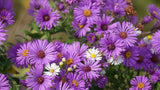 100 Purple NEW ENGLAND ASTER (Michaelmas Daisy) Aster Novae var Angliae Flower Seeds