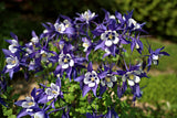 50 MCKANAS GIANT COLUMBINE Mixed Colors Aquilegia Hybrida Flower Seeds