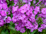 20 MEADOW PHLOX Maculata Mixed Colors Wild Sweet William Native Hummingbird Flower Seeds