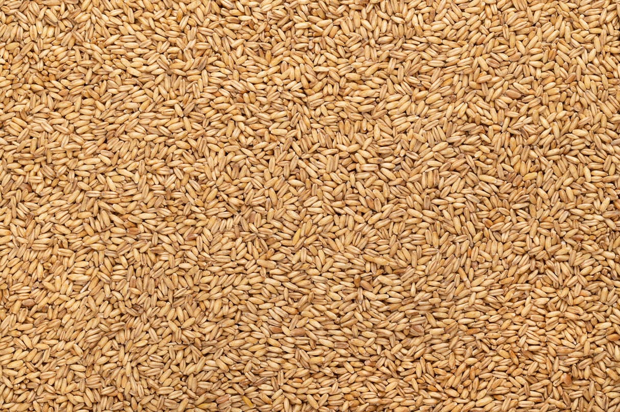 200 ORGANIC OAT Oats Avena Sativa Grain Vegetable Seeds