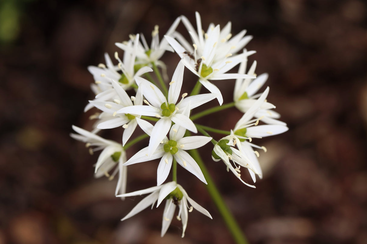 10 RAMSONS / WILD Bear GARLIC Allium Ursinum Vegetable Herb White Flower Seeds