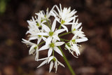 10 RAMSONS / WILD Bear GARLIC Allium Ursinum Vegetable Herb White Flower Seeds