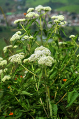 200 TALL WHITE BONESET (Thoroughwort) Eupatorium Perfoliatum Flower Seeds