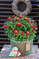 100 Red FIRE BALL STRAWFLOWER Xerochrysum Bracteatum Helichrysum Monstrosum Flower Seeds