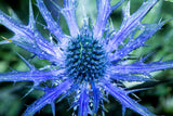 25 BLUE Star SEA HOLLY Eryngium Alpinum Flower Seeds