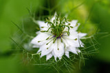 500 White LOVE IN A MIST ( Fennel Flower ) Nigella Damascena Flower Seeds