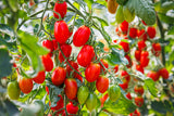 50 Organic AMISH PASTE TOMATO Red Heirloom Roma Type Lycopersicon Fruit Vegetable Seeds
