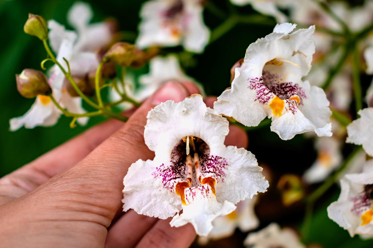 50 Flowering NORTHERN CATALPA Speciosa TREE Seeds (aka Western Catalpa or Catawba / Indian Cigar / Fish-Bait)