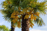 5 COMMON WINDMILL PALM Trachycarpus Fortunei Hardy Chusan Palm Tree Sun Shade Houseplant Seeds
