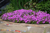 550 MAIDEN PINKS Mixed Colors Dianthus Deltoides Flower Seeds