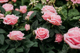 5 PINK ROSE Rosa Bush Shrub Perennial Flower Seeds