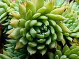 50 ROCK PINE Orostachys Japonica Multicolored Succulent Pink Flower Houseplant Seeds