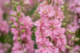 100 PINK PERFECTION LARKSPUR / DELPHINIUM Consolida Ambigua Ajacis Flower Seeds