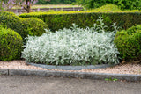 300 SILVERDUST DUSTY MILLER Cineraria Maritima Jacobaea Senecio Flower Seeds