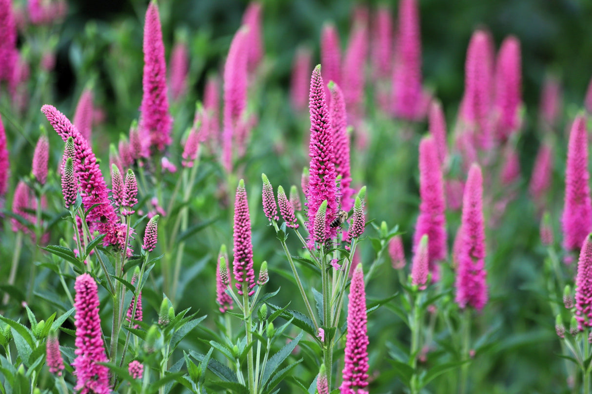 50 Mixed Colors VERONICA SIGHTSEEING MIXTURE (Spike Speedwell) Veronica Spicata Flower Seeds