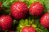 50 Red Indian TUTTIFRUTTI STRAWBERRY Duchesnea Indica Flower Berry Fruit Seed