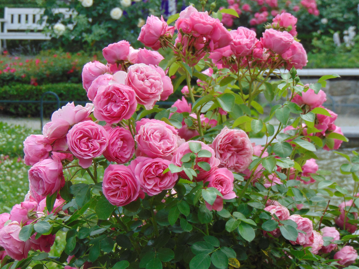 5 PINK ROSE Rosa Bush Shrub Perennial Flower Seeds