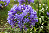 25 BLUE LILY of the NILE Agapanthus Orientalis African Lily Flower Seeds