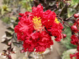 50 MIXED CREPE MYRTLE Lagerstroemia Indica Tree Shrub Crape  6 Color Mix - Red, Purple, Light Pink, Dark Pink, White, & Lilac Flower Seeds