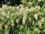 100 White OCEANSPRAY Shrub Creambush Mountain Spray Holodiscus Flower Seeds