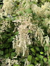 100 White OCEANSPRAY Shrub Creambush Mountain Spray Holodiscus Flower Seeds
