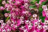 20 CINDERELLA MILKWEED Asclepias Incarnata Flower Seeds