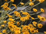 500 Yellow DESERT MARIGOLD Baileya Multiradiata Showy Drought Paper Daisy Flower Herb Seeds