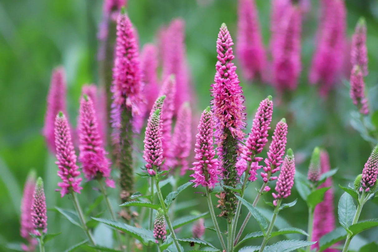 50 Mixed Colors VERONICA SIGHTSEEING MIXTURE (Spike Speedwell) Veronica Spicata Flower Seeds