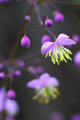 5 CHINESE MEADOW RUE Pink Yunnan Thalictrum Dipterocarpum Delavayi Flower Seeds