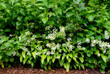 10 RAMSONS / WILD Bear GARLIC Allium Ursinum Vegetable Herb White Flower Seeds