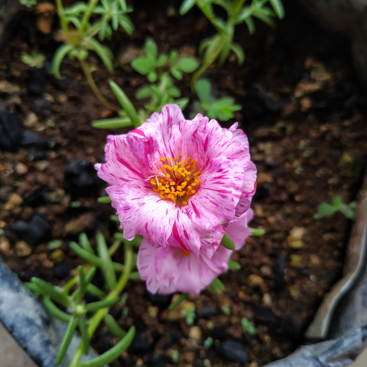 40 Sundial PEPPERMINT PORTULACA Grandiflora Moss Rose Pink Streaked Succulent Flower Seeds