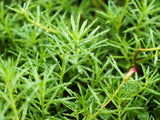 40 Sundial PEPPERMINT PORTULACA Grandiflora Moss Rose Pink Streaked Succulent Flower Seeds