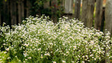 1000 GERMAN CHAMOMILE Matricaria Recutita Chamomilla Herb Flower Seeds