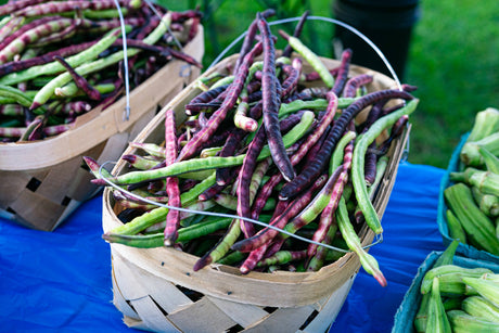 50 PURPLE PINKEYE COWPEA Southern Cow Pea Crowder Vigna Unguiculata Vegetable Legume Seeds