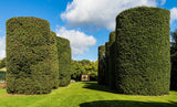 35 EUROPEAN PRIVET HEDGE Common Wild Ligustrum Vulgare Flower Shrub Seeds
