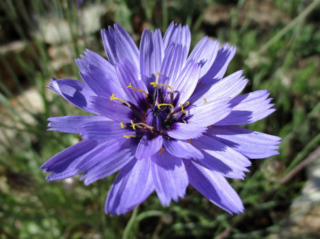 20 Blue CUPIDS DART aka ' LOVE plant ' Catananche Caerulea Flower Seeds