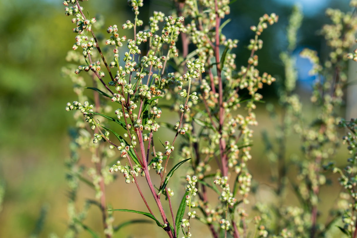 500 BEACH WORMWOOD Artemisia Campestris Caudata Silvermound Red Sagewort Herb Flower Seeds