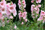 25 PALE PINK HOLLYHOCK Light Alcea Rosea Flower Seeds Perennial