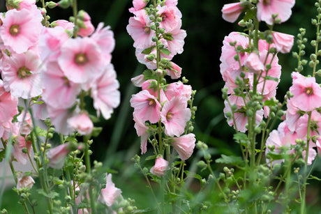25 PALE PINK HOLLYHOCK Light Alcea Rosea Flower Seeds Perennial